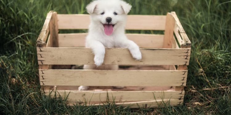 How Animal Shipping is Cheaper Overseas and What You Should Know