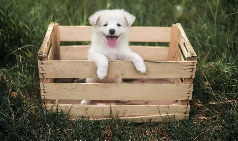 How Animal Shipping is Cheaper Overseas and What You Should Know