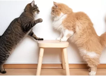 Communicating with your cat: the keys to understanding it