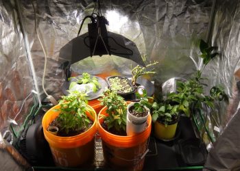 Grow Tent Kits – Which One is Right For You?