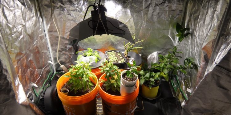 Grow Tent Kits – Which One is Right For You?