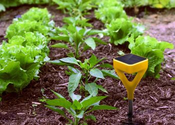 Smart Gardening –A New Way To Indulge In Gardening