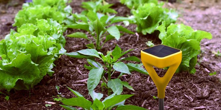 Smart Gardening –A New Way To Indulge In Gardening