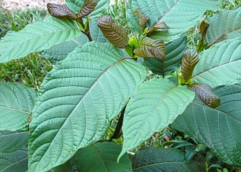 3 Best Strains of Kratom to Take When You are Feeling Sad