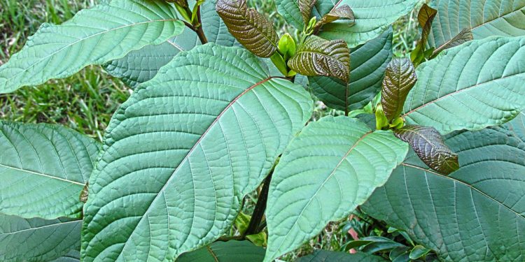 3 Best Strains of Kratom to Take When You are Feeling Sad