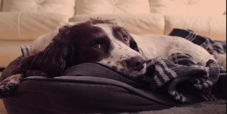 Things You Can Do to Prevent Heartworm Disease in Your Dog