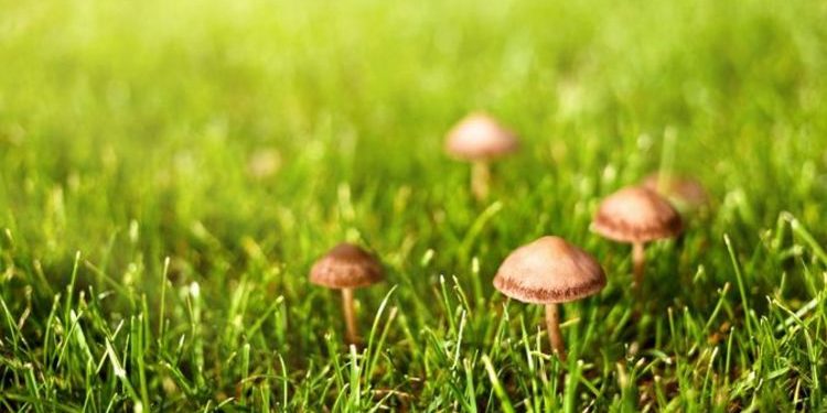 Types of fungi that can grow in your lawn
