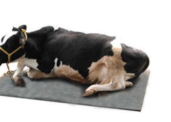 What you need to Consider While Buying a Cow Mattress