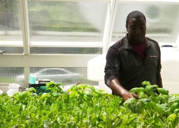 Unlock the Secrets of Sustainable Gardening with Our Innovative Greenhouse Kits