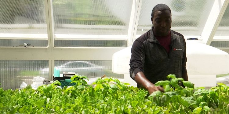 Unlock the Secrets of Sustainable Gardening with Our Innovative Greenhouse Kits