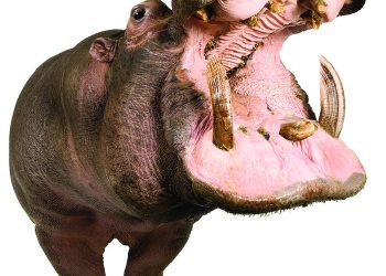 What Are the Most Dangerous Animals