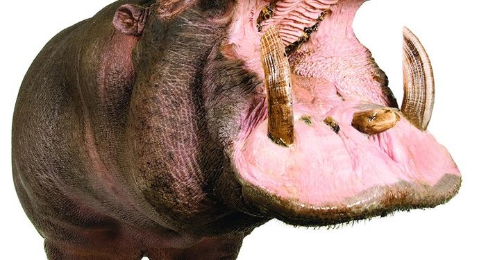 What Are the Most Dangerous Animals