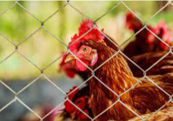 Tips for Installing and Maintaining Your Chicken Fencing