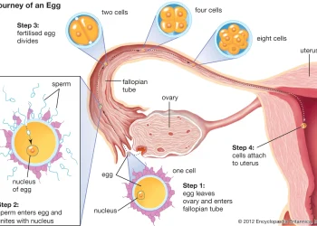 The Importance of the Ovum