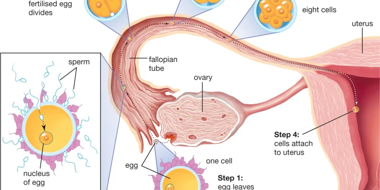 The Importance of the Ovum