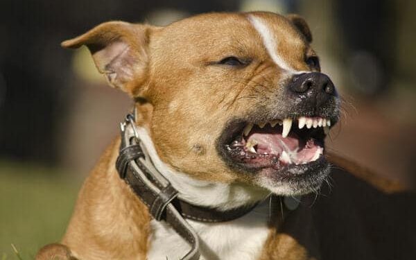 When Man’s Best Friend Turns Dangerous: Tulsa Dog Bite Attorneys Fighting for Your Rights