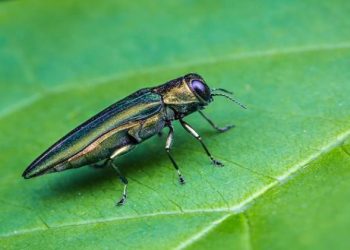 The Health Risks Associated with Common Boston Pests and How to Avoid Them