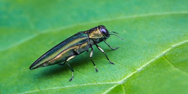 The Health Risks Associated with Common Boston Pests and How to Avoid Them