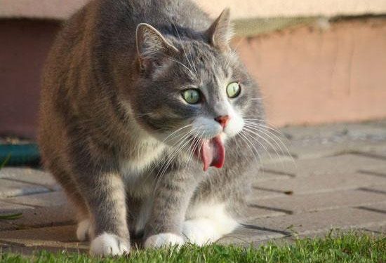 Common Reasons for Vomiting in Cats