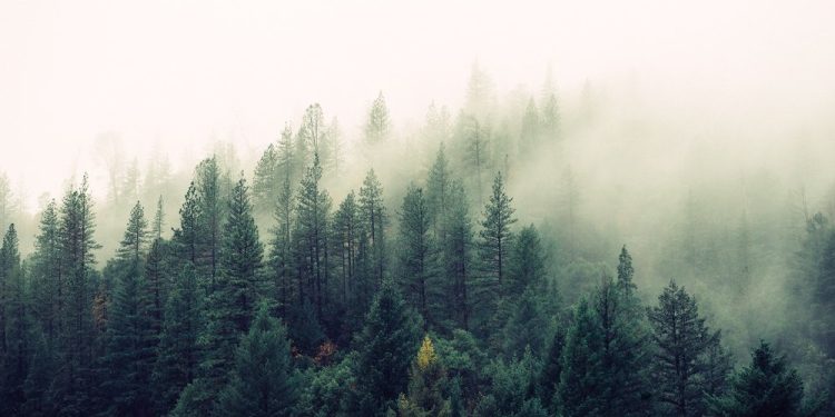 Protecting Our Future: The Top 5 Non-Profit Organizations Working to Sustainably Manage Natural Resources