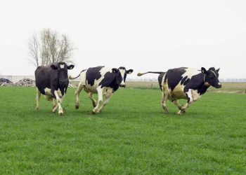 “Grazing the Market: A Look at Graze Stock”