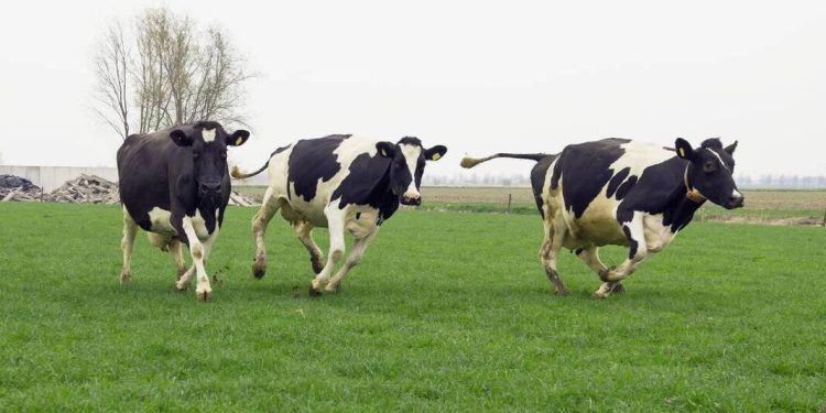 “Grazing the Market: A Look at Graze Stock”