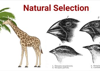 “Exploring the Gryrf: A Look at the Species”