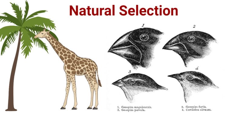 “Exploring the Gryrf: A Look at the Species”