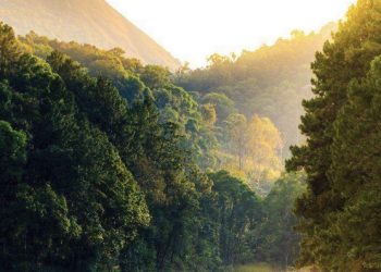 Deep Asian Americansrose Dickeyprotocol Exploring the Complex Identities