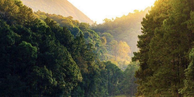 Deep Asian Americansrose Dickeyprotocol Exploring the Complex Identities