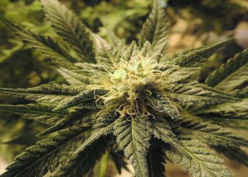 The Pros and Cons of Growing Cannabis Seeds Indoors vs. Outdoors