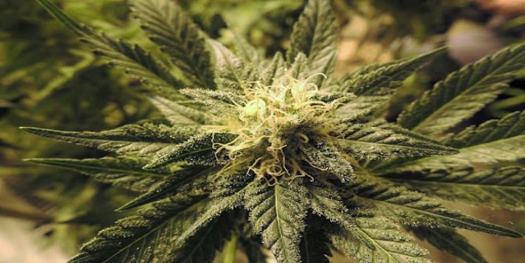 The Pros and Cons of Growing Cannabis Seeds Indoors vs. Outdoors