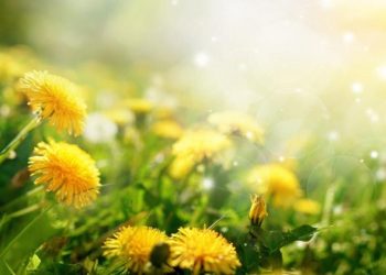 The Symbolism and Significance of Dandelions