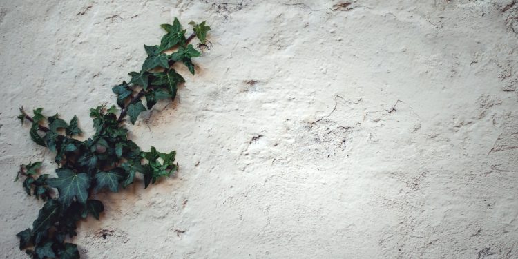 Why Should You Clean Your Render Walls?