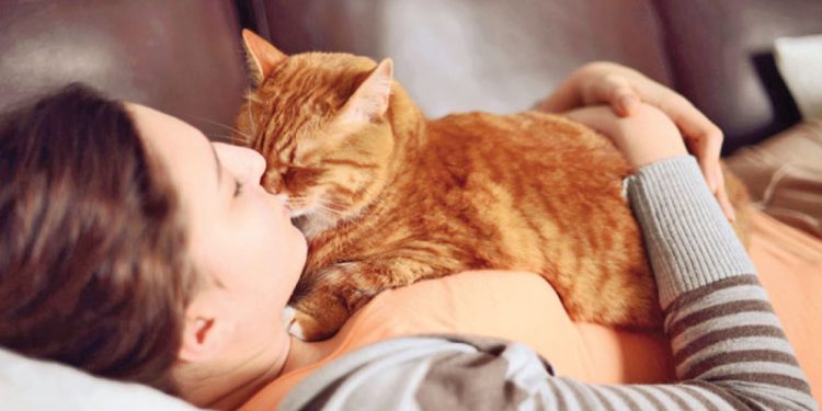 Top Reasons Why Feline Pets Steal Everyone’s Hearts