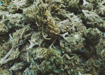 A Brief & Detailed Outline On Using Medical Marijuanas in Queensland