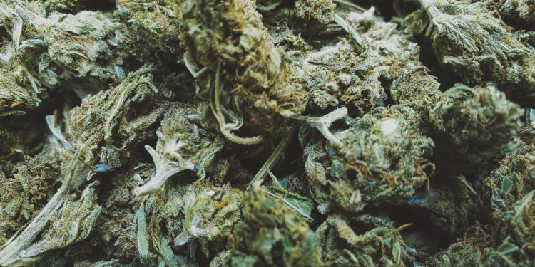 A Brief & Detailed Outline On Using Medical Marijuanas in Queensland