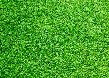 Unleash the Beauty: Top 7 Ways to Upgrade Your Outdoor Spaces for Low Maintenance Living in Sydney