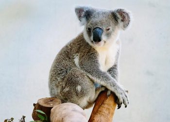 Sleep Like a Koala: Top 6 Affordable Solutions for a Better Night’s Sleep