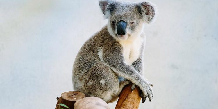 Sleep Like a Koala: Top 6 Affordable Solutions for a Better Night’s Sleep