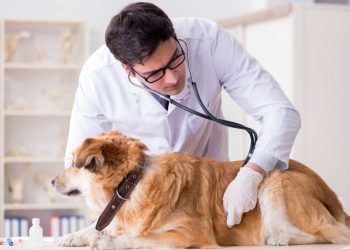 Your Expert Pet Guide Navigate your way to happy tales (and tails) with regular vet check-ups.