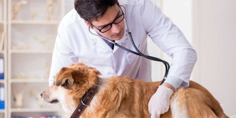 Your Expert Pet Guide Navigate your way to happy tales (and tails) with regular vet check-ups.