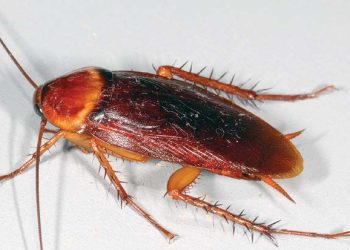 Cockroach Droppings and Cast Skins – Identifying Physical Signs.