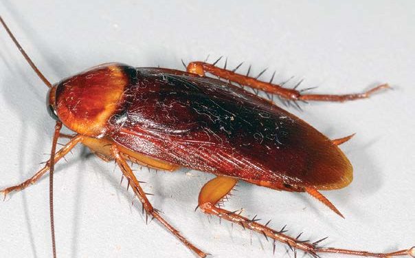 Cockroach Droppings and Cast Skins – Identifying Physical Signs.