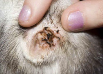 How Do You Treat Yeast Infections in Dogs’ Ears? A Vet-Backed Guide